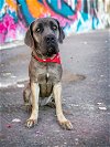 adoptable Dog in , AZ named GRACE