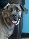 adoptable Dog in Goodyear, AZ named GRACE