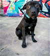 adoptable Dog in goodyear, AZ named CHARLIE