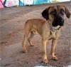 adoptable Dog in goodyear, AZ named NALA 2