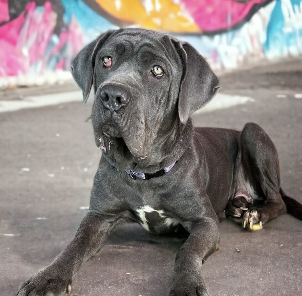 adoptable Dog in Goodyear, AZ named MISTY