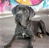 adoptable Dog in goodyear, AZ named MISTY