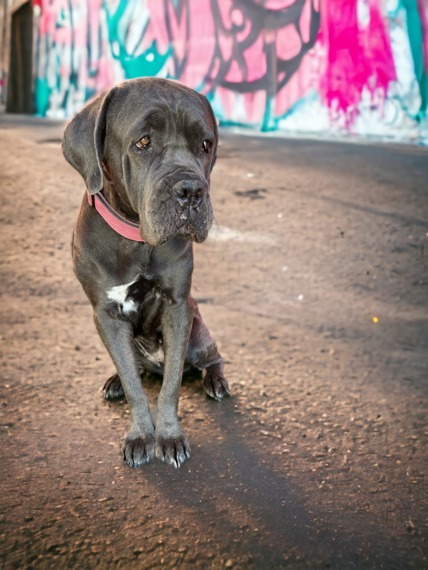 adoptable Dog in Goodyear, AZ named DEMI