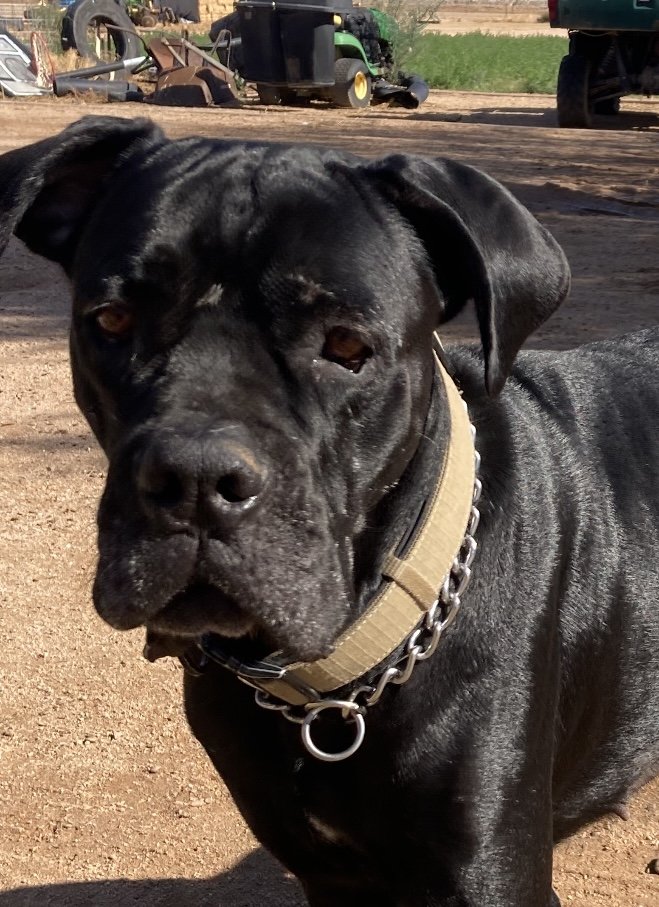adoptable Dog in Goodyear, AZ named DIAMOND