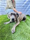 adoptable Dog in goodyear, AZ named Honeydew ADOPTED