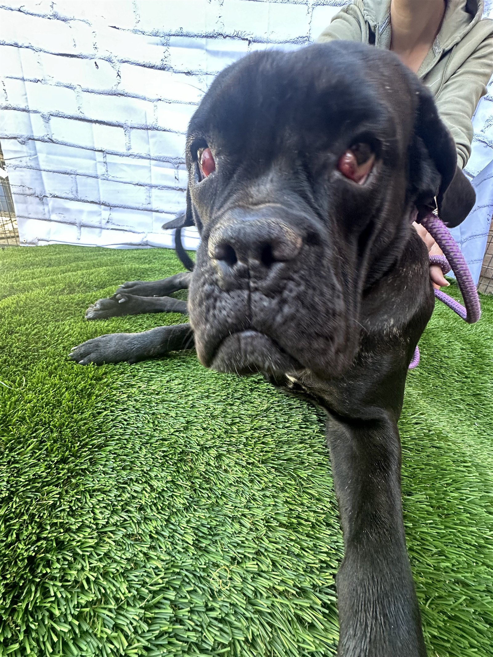 adoptable Dog in Goodyear, AZ named MORTICIA