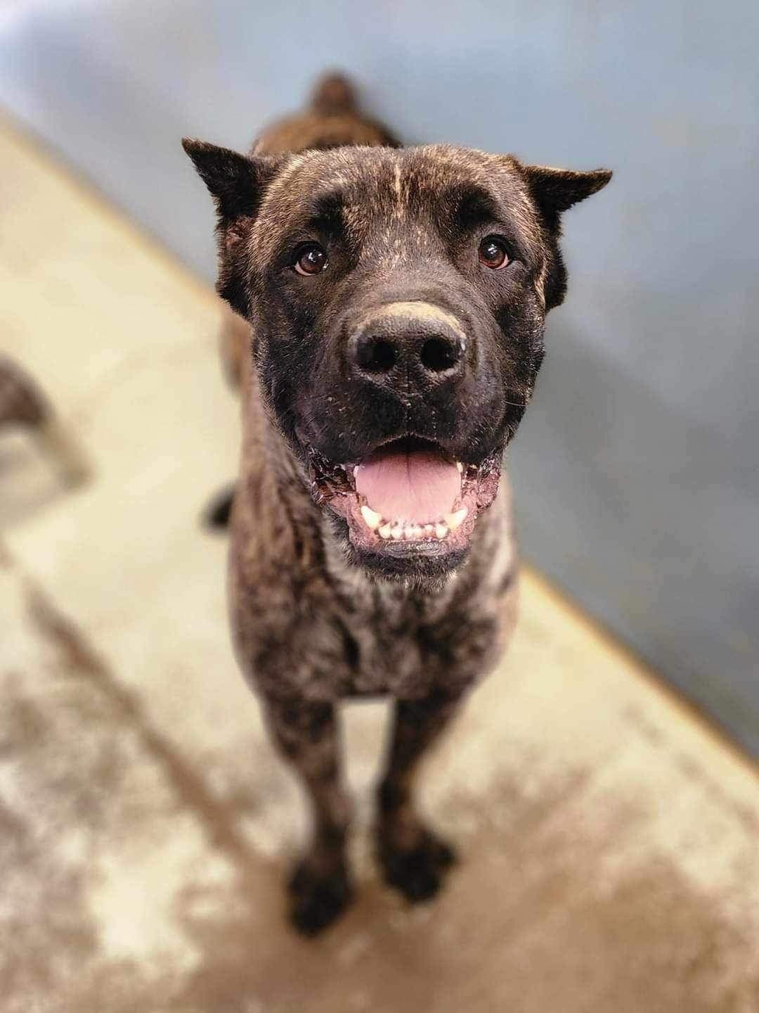 adoptable Dog in Goodyear, AZ named Giovanni