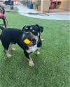 adoptable Dog in goodyear, AZ named Mr Mike