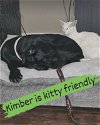 adoptable Dog in  named Kimber