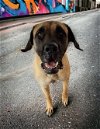 adoptable Dog in goodyear, AZ named ABBIE