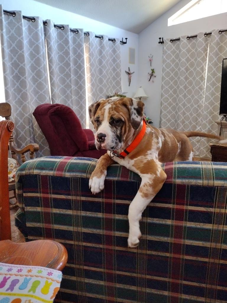 adoptable Dog in Goodyear, AZ named Bubba  ADOPTION PENDING