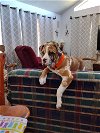 adoptable Dog in goodyear, AZ named Bubba  ADOPTION PENDING