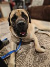 adoptable Dog in goodyear, AZ named Bruce