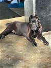 adoptable Dog in goodyear, AZ named Bruno