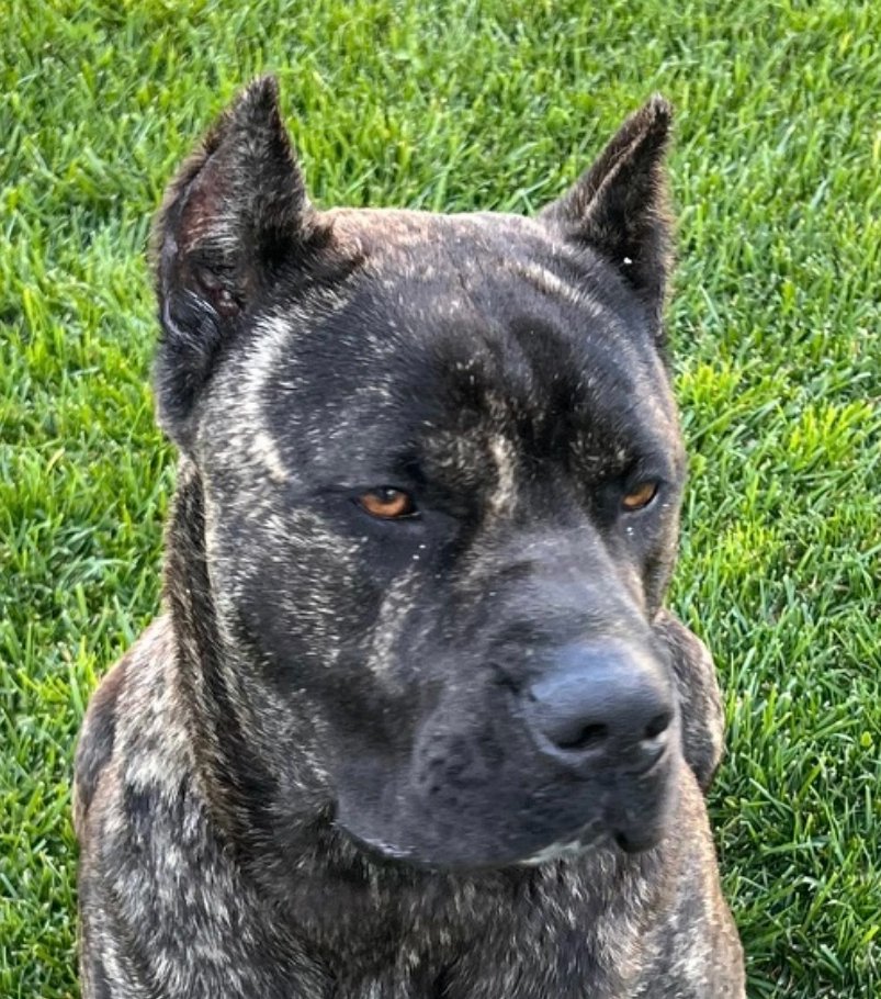 adoptable Dog in Goodyear, AZ named Diesel