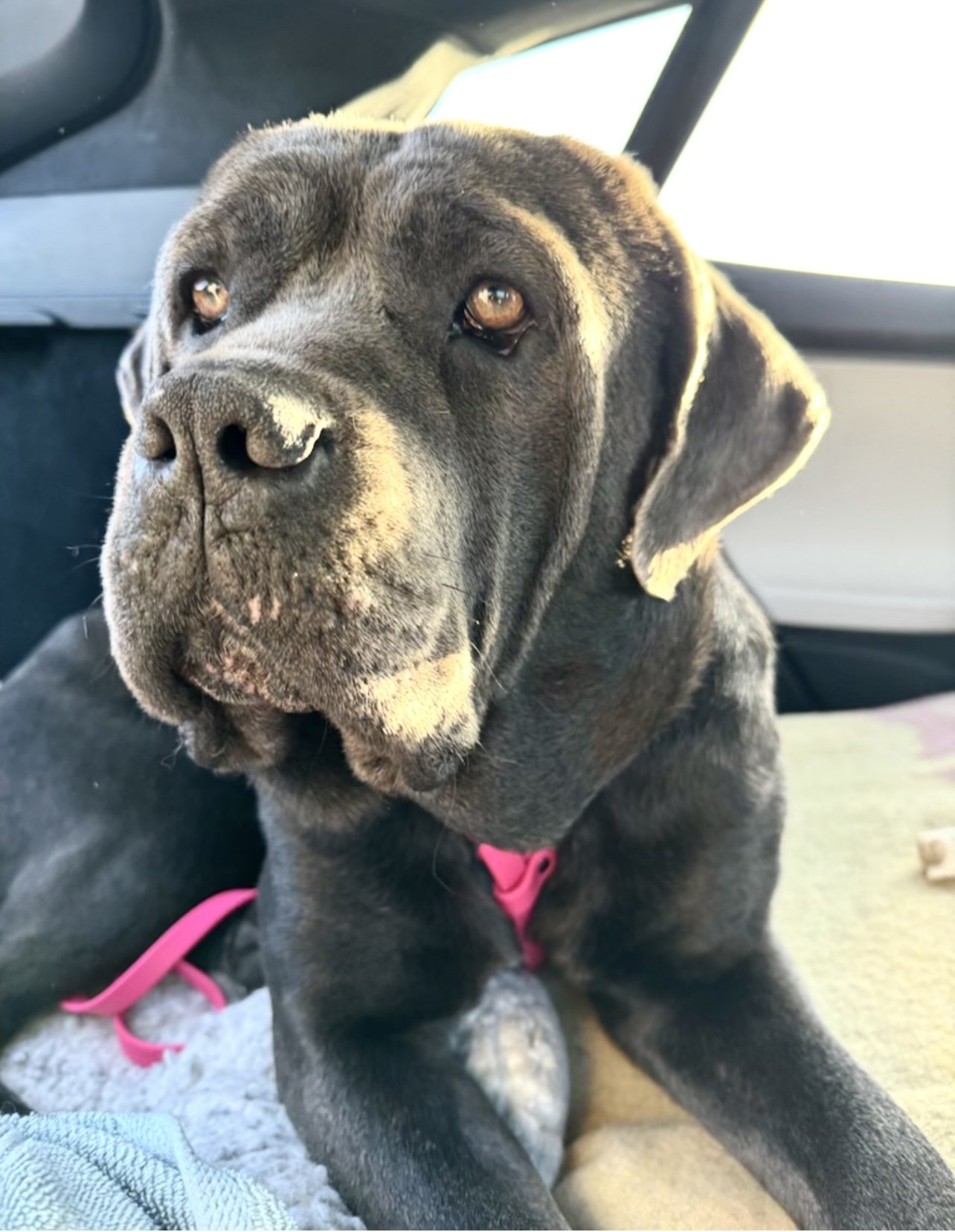 adoptable Dog in Goodyear, AZ named Prada
