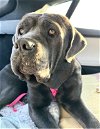 adoptable Dog in goodyear, AZ named Prada