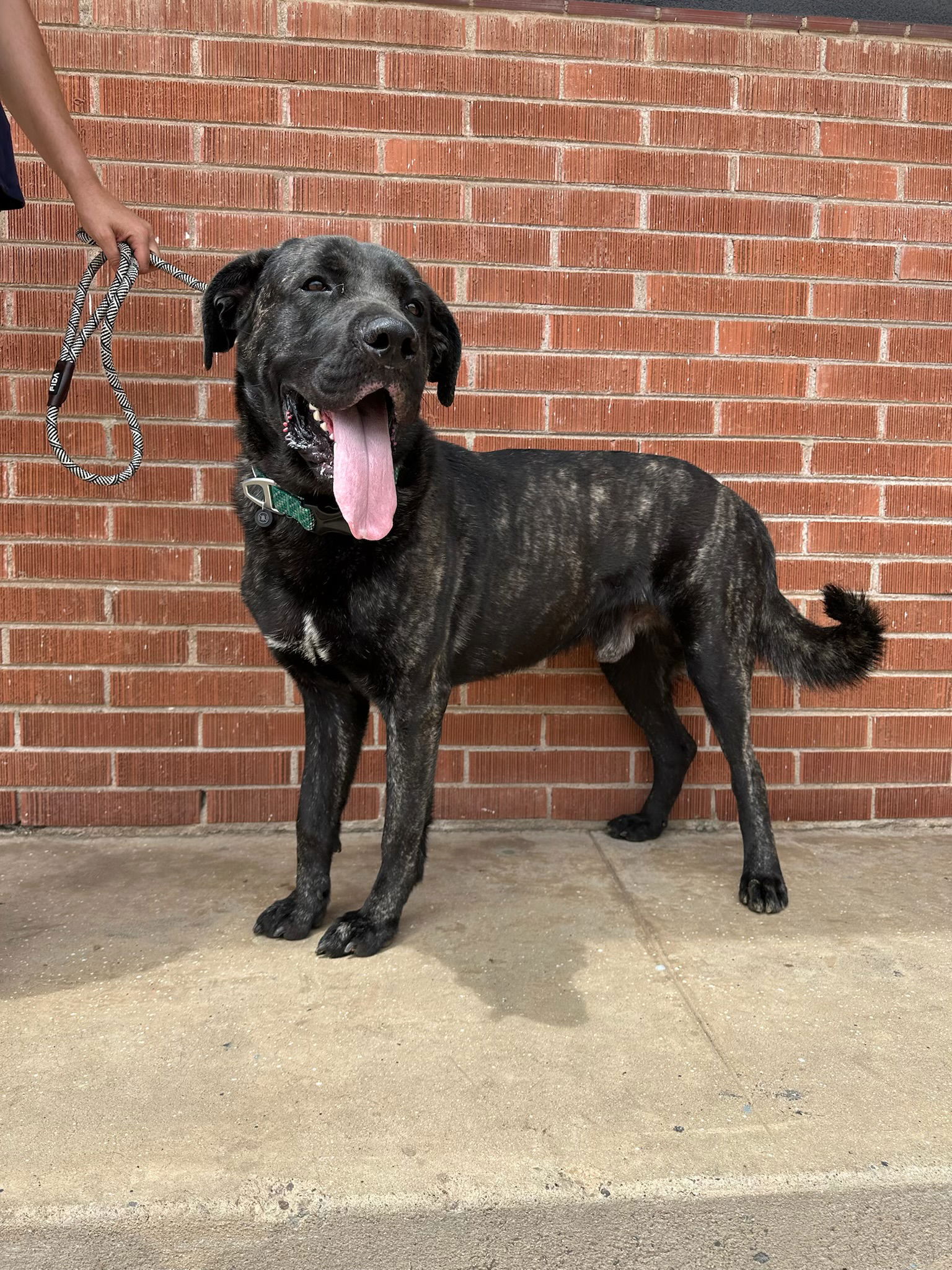 adoptable Dog in Goodyear, AZ named Ralph