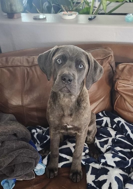 adoptable Dog in Goodyear, AZ named Poppy 2
