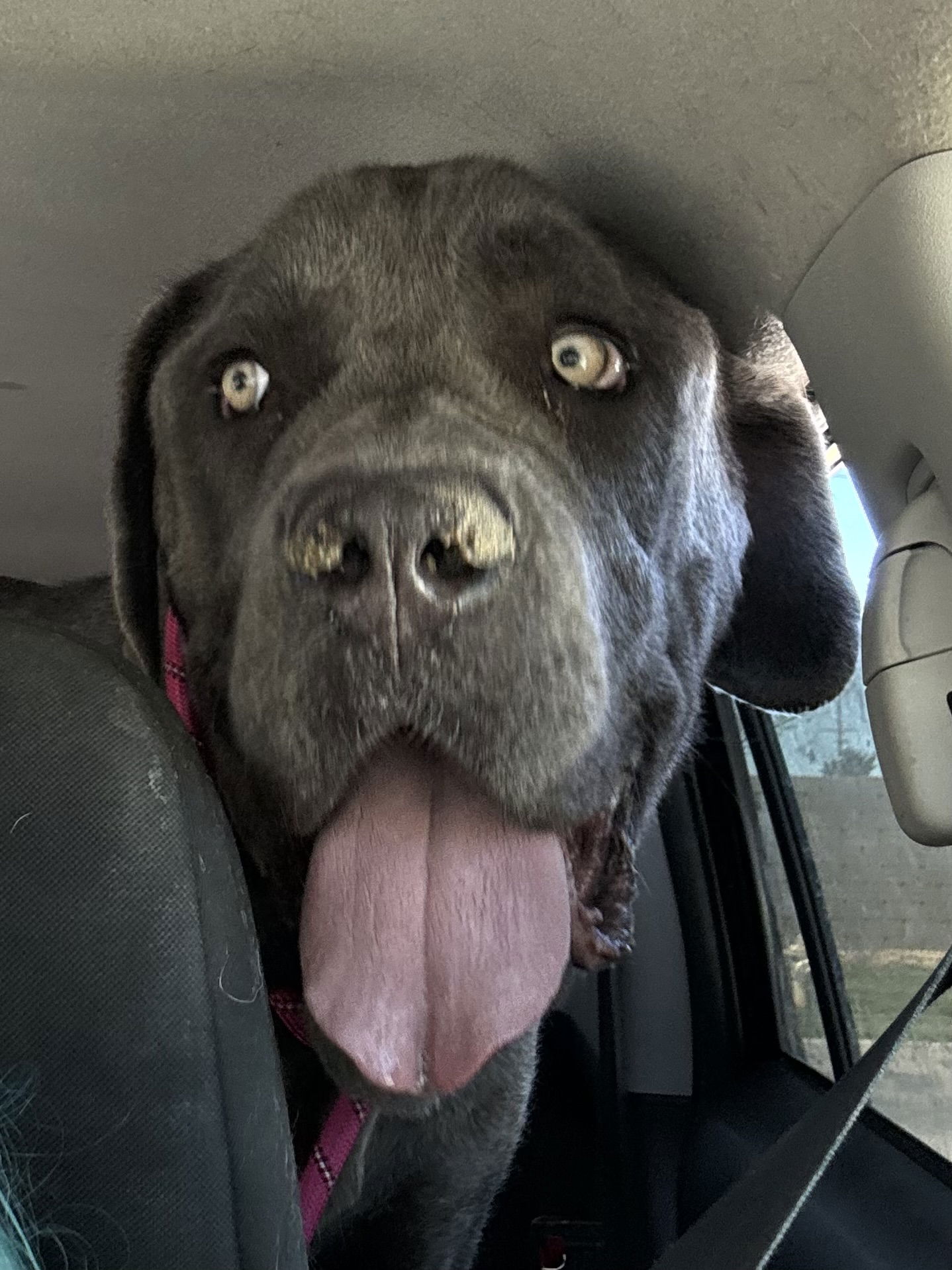 adoptable Dog in Goodyear, AZ named BOWSER