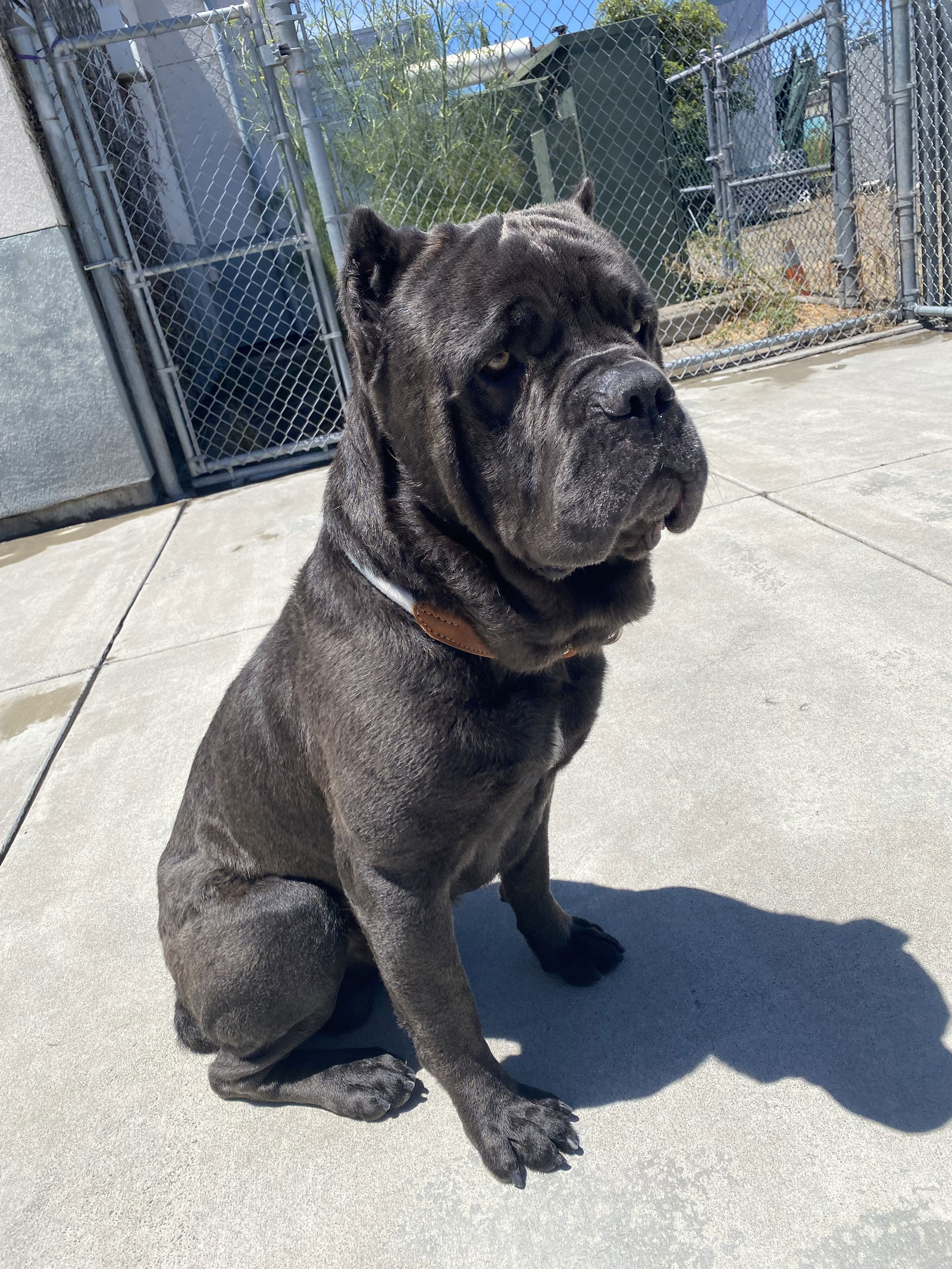 adoptable Dog in Goodyear, AZ named Andre