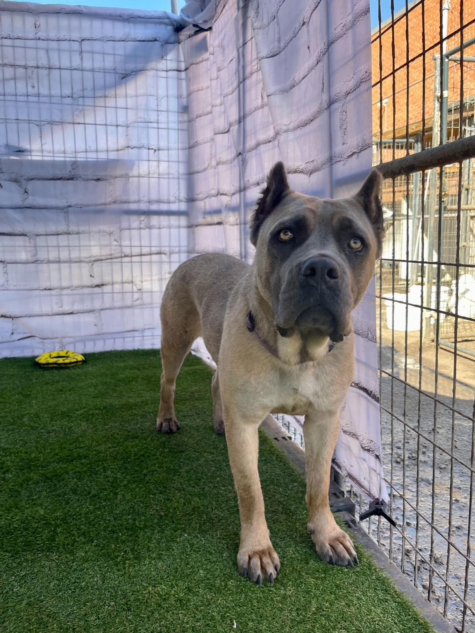 adoptable Dog in Goodyear, AZ named Ashley