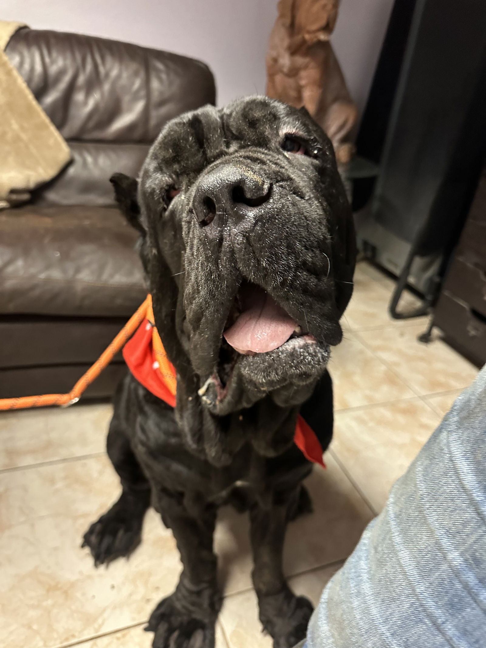 adoptable Dog in Goodyear, AZ named Kong