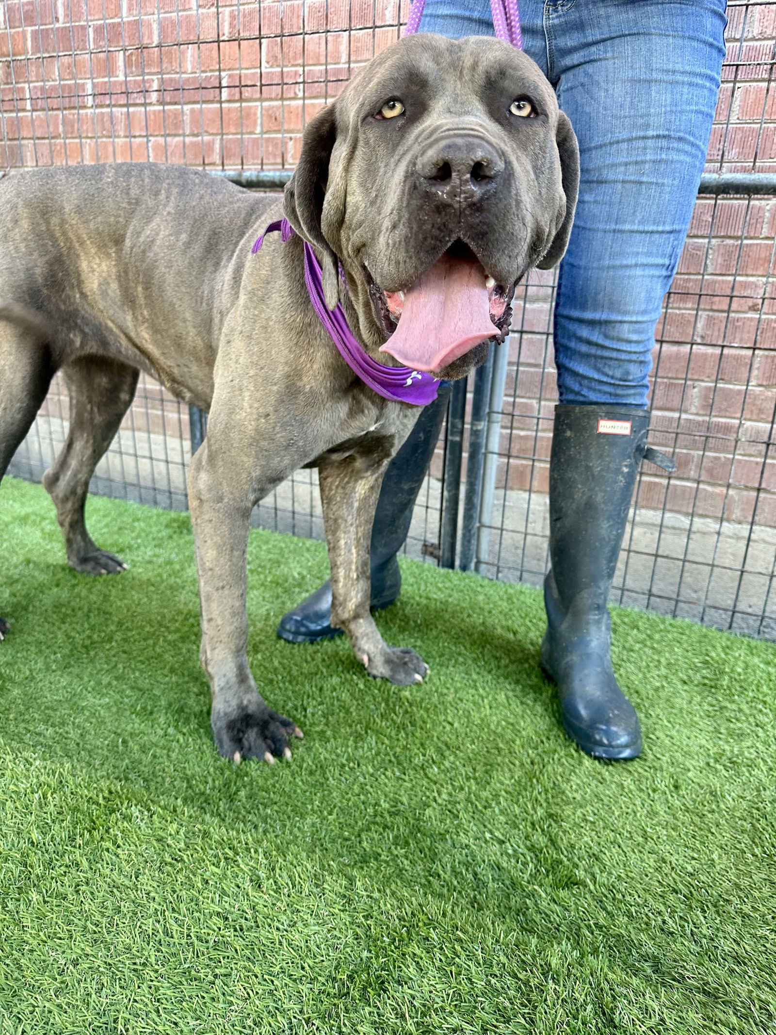 adoptable Dog in Goodyear, AZ named Eloise