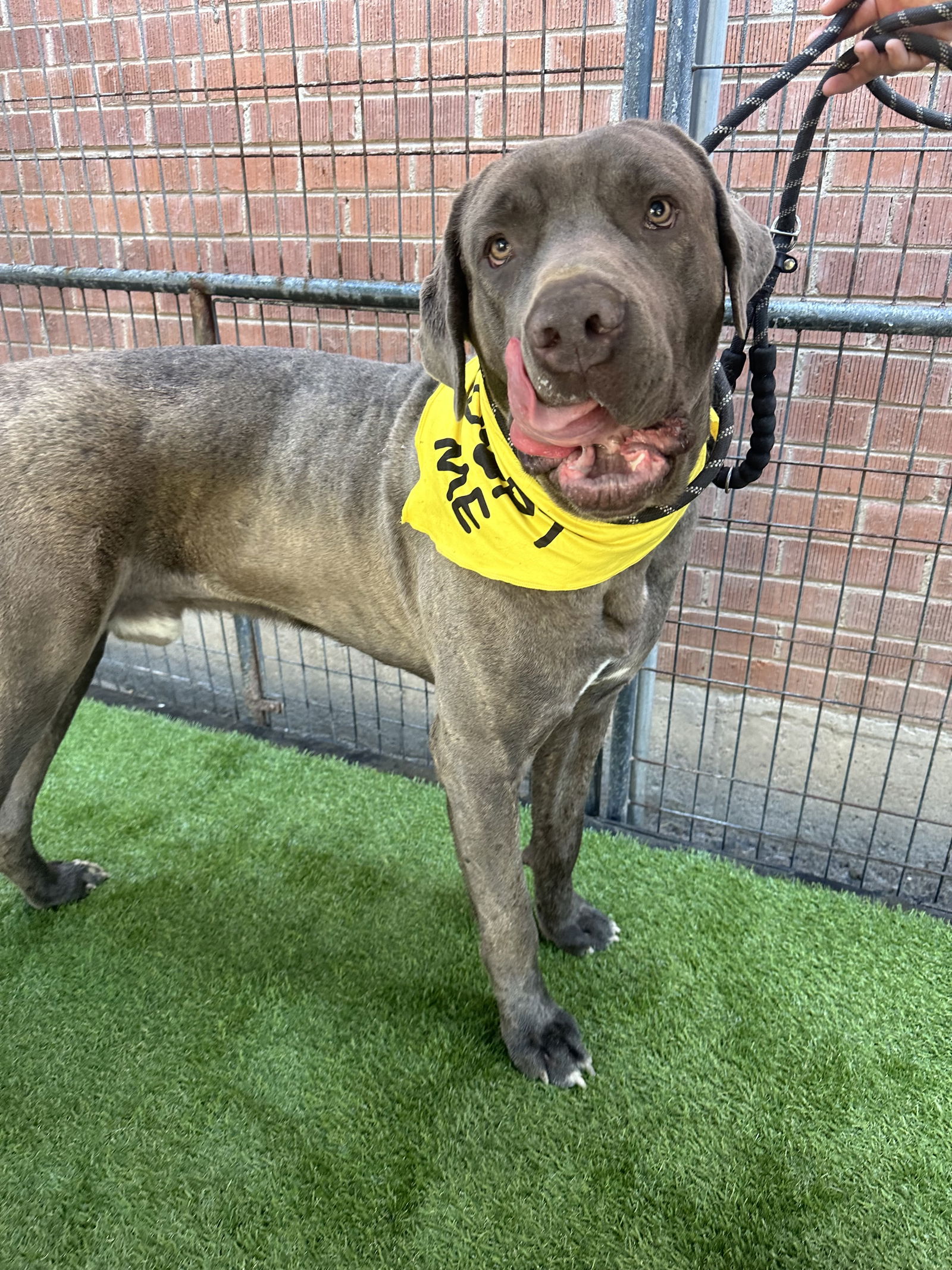 adoptable Dog in Goodyear, AZ named Spencer