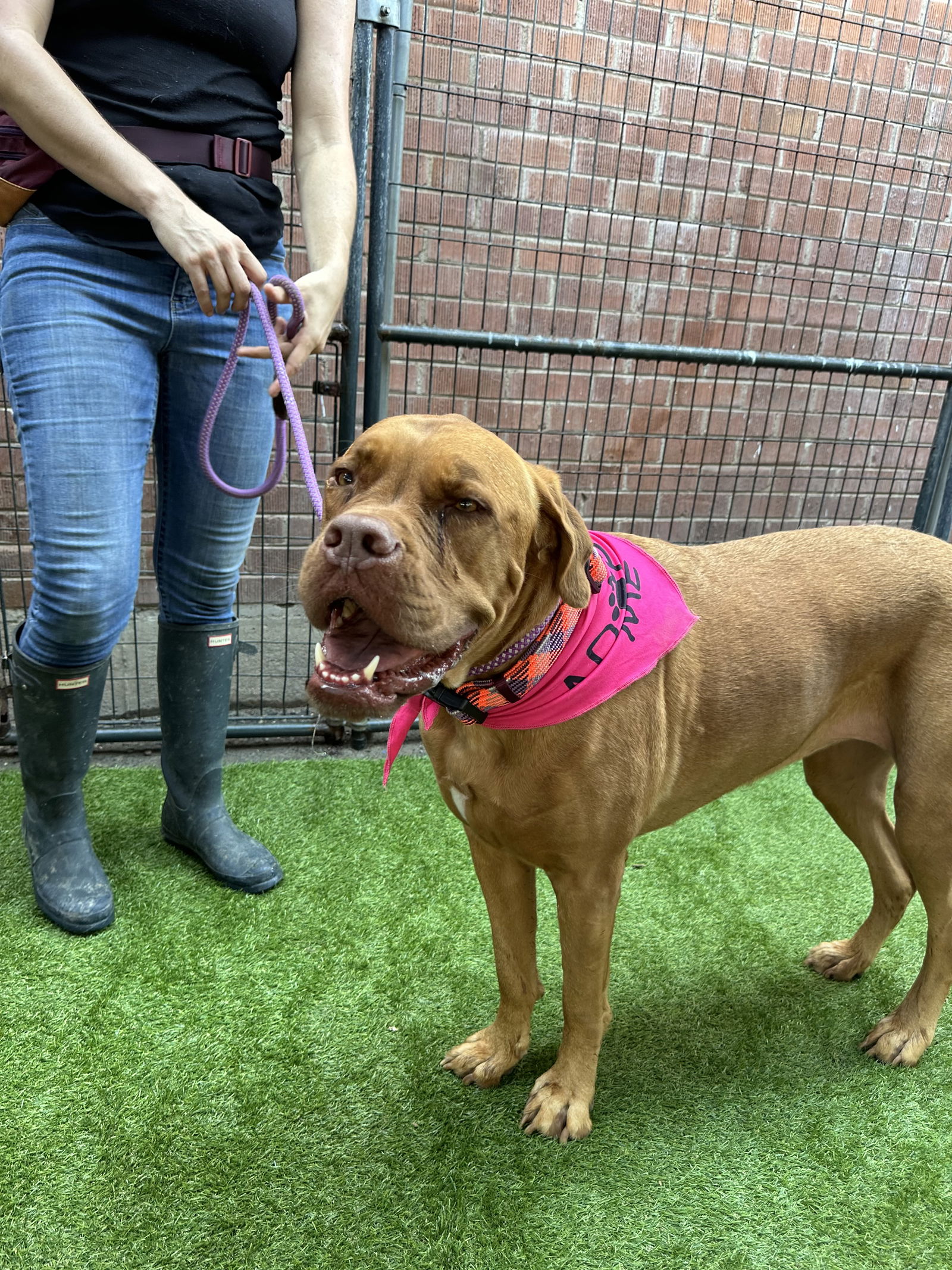 adoptable Dog in Goodyear, AZ named Hailey