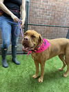 adoptable Dog in Goodyear, AZ named Hailey