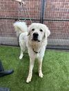 adoptable Dog in Goodyear, AZ named Beary White