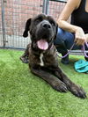 adoptable Dog in Goodyear, AZ named Braun