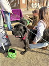 Adeline  ADOPTED