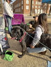 Adeline  ADOPTED