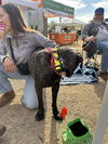 Adeline  ADOPTED