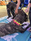 Adeline  ADOPTED