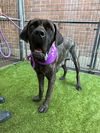 adoptable Dog in Goodyear, AZ named Adeline