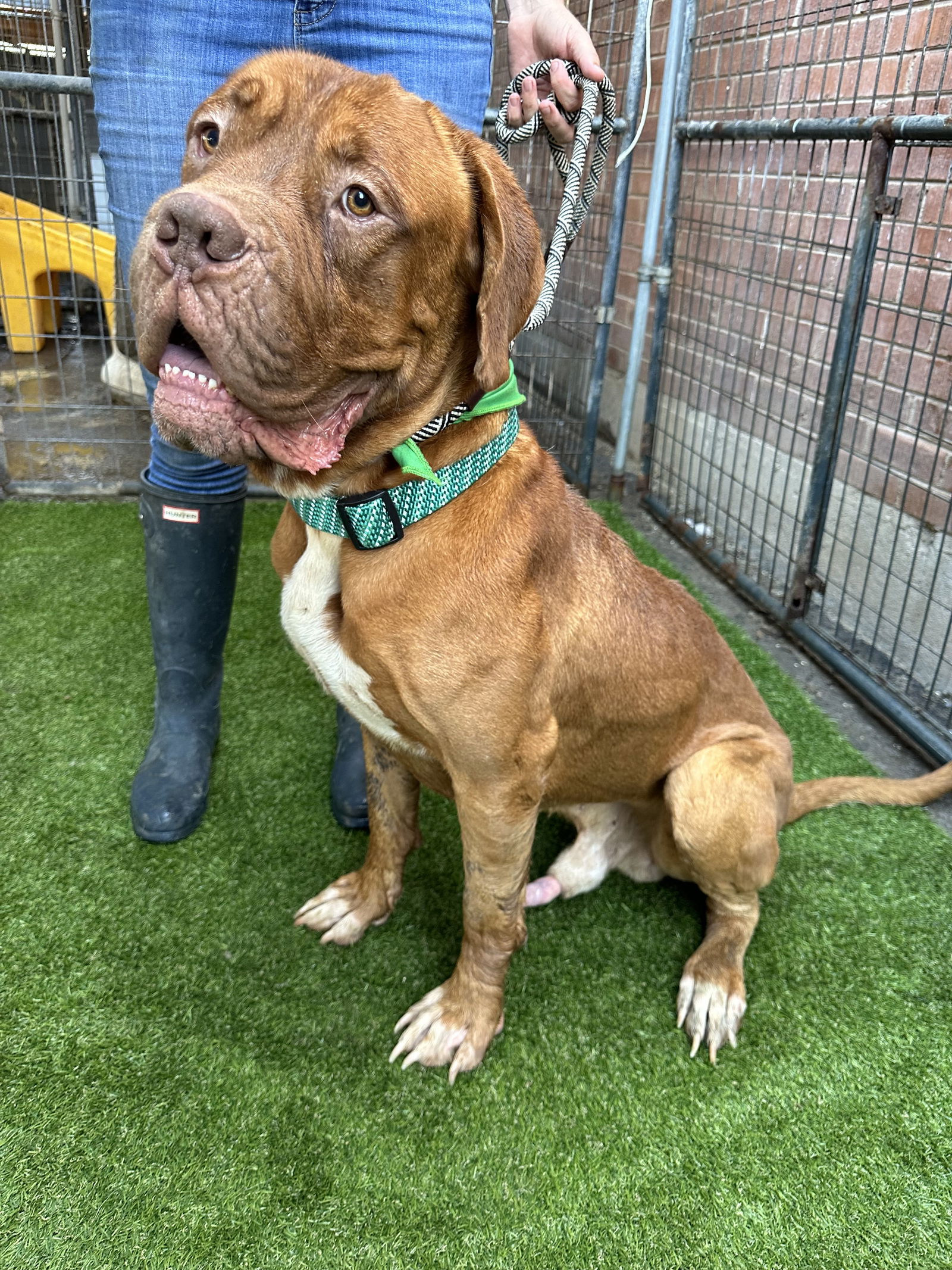 adoptable Dog in Goodyear, AZ named Chevy