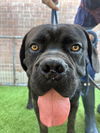 adoptable Dog in Goodyear, AZ named Maxwell