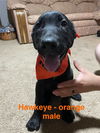 adoptable Dog in , AZ named Hawkeye