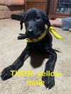 adoptable Dog in , AZ named Thor 2