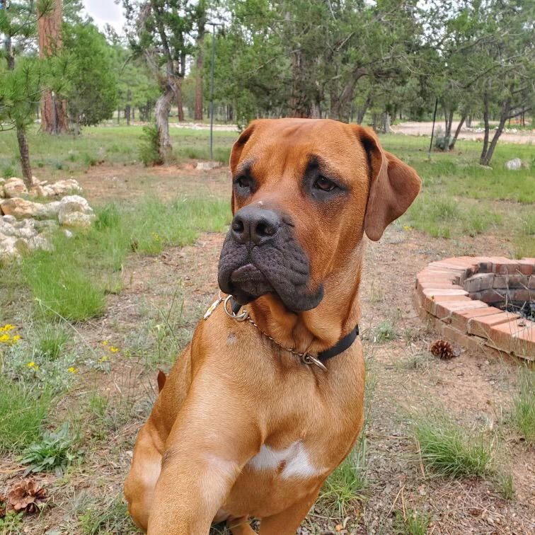 adoptable Dog in Goodyear, AZ named Daisy