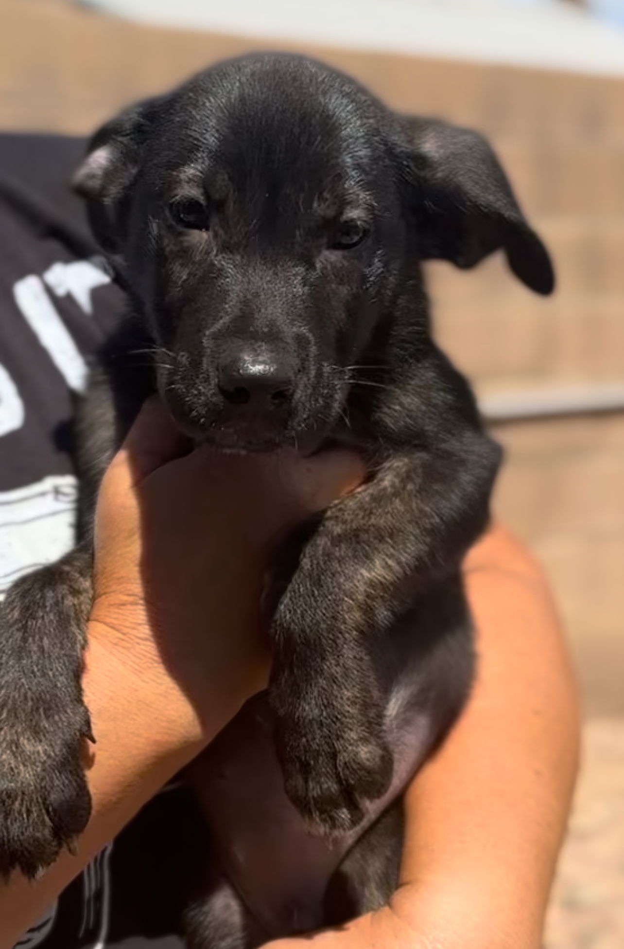 adoptable Dog in Goodyear, AZ named Hulk