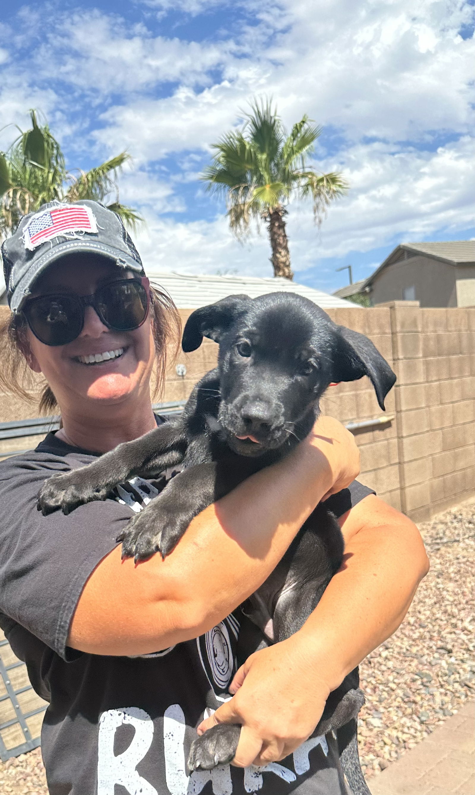 adoptable Dog in Goodyear, AZ named Spidy