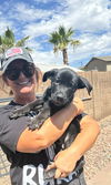 adoptable Dog in , AZ named Spidy