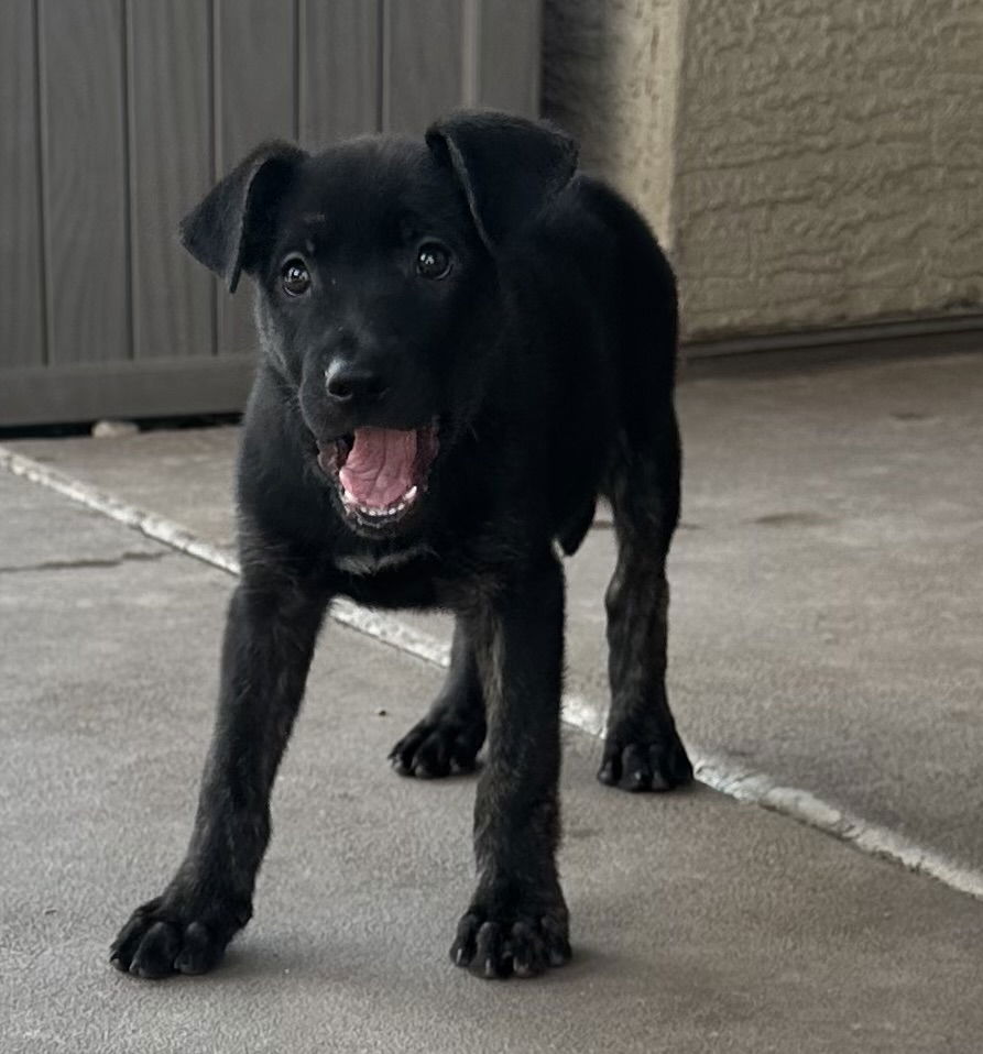 adoptable Dog in Goodyear, AZ named Gamora