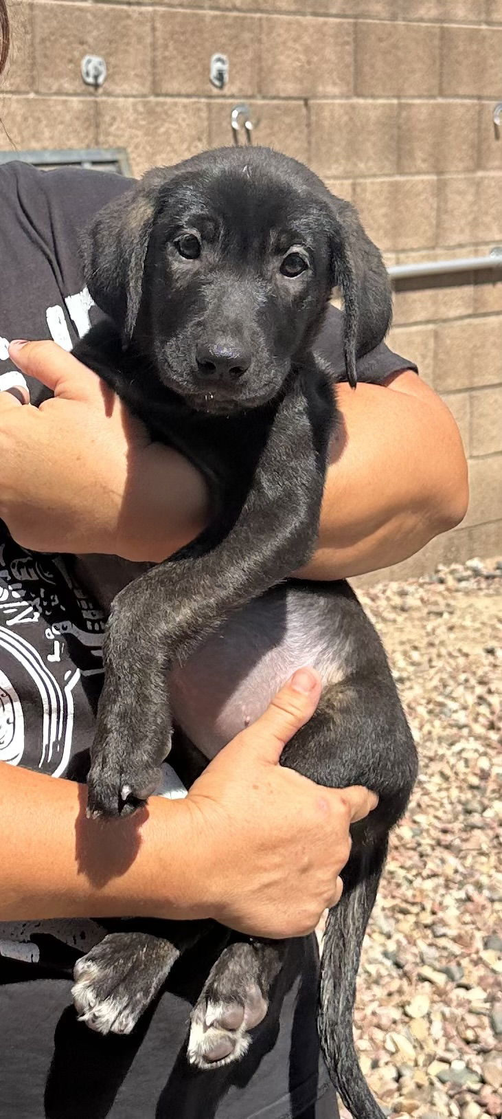 adoptable Dog in Goodyear, AZ named Electra