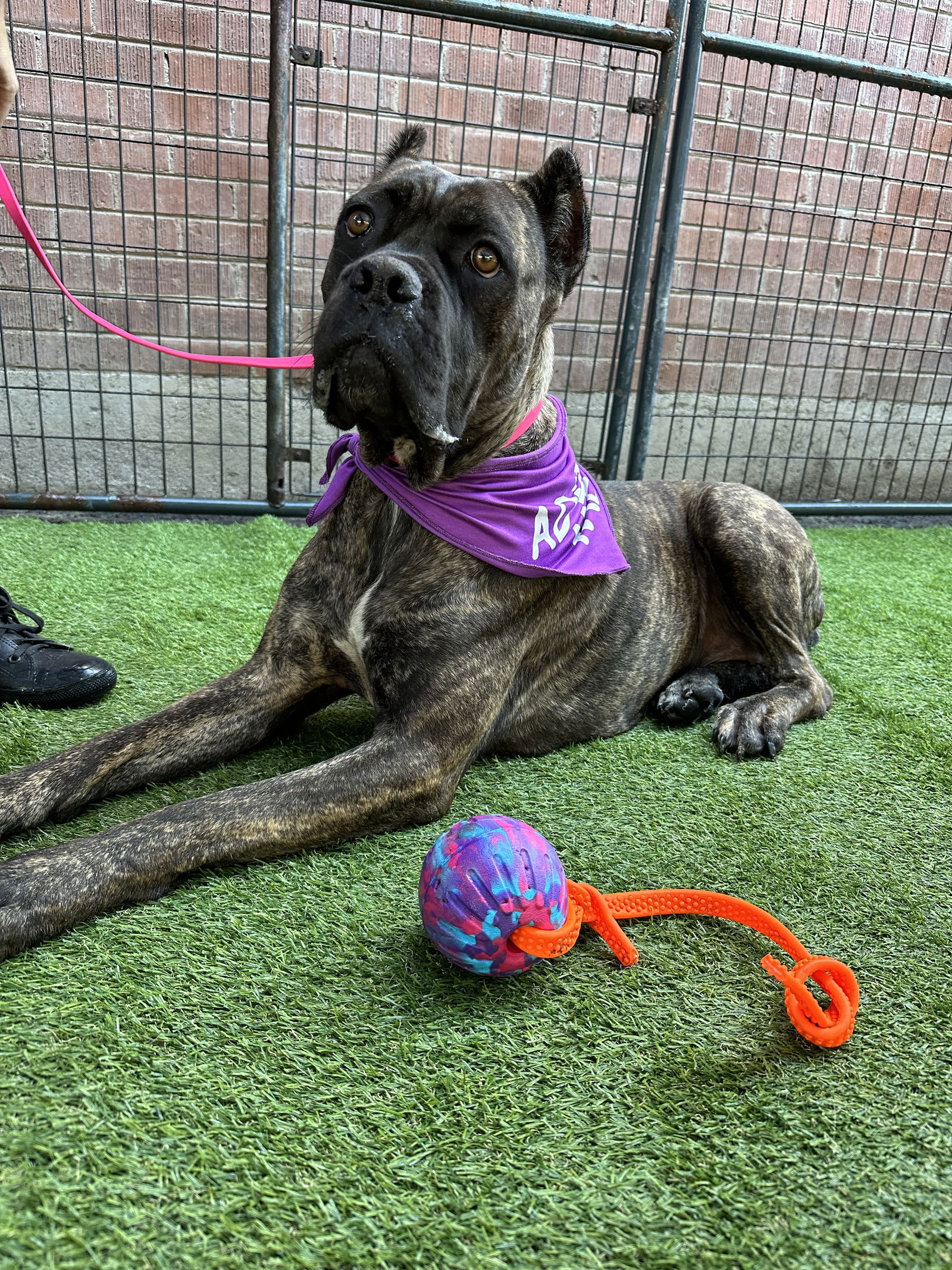 adoptable Dog in Goodyear, AZ named Violet