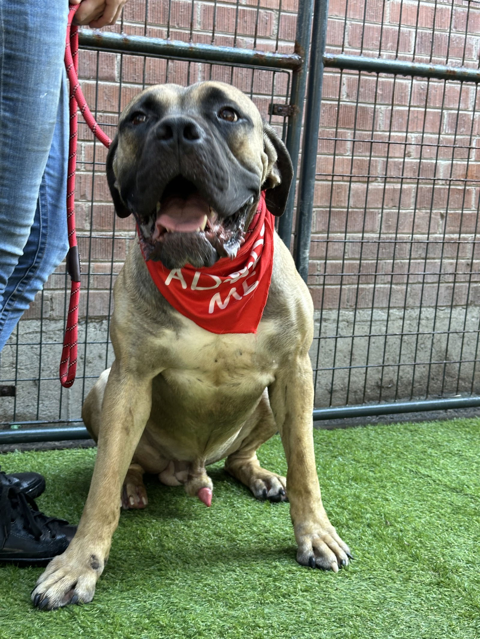 adoptable Dog in Goodyear, AZ named Tank